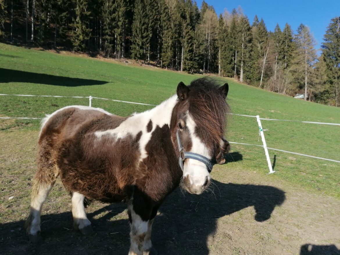 Pony auf der Weide am Hof des Berghotels Presslauer