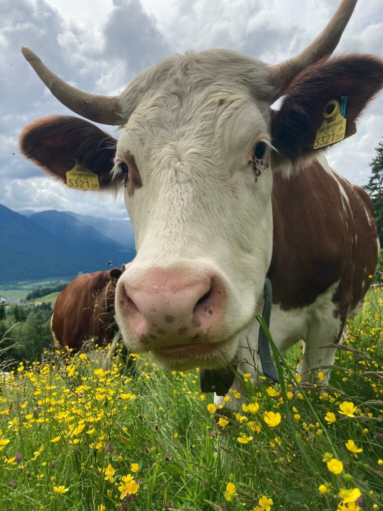 Mucca con le corna su un prato fiorito