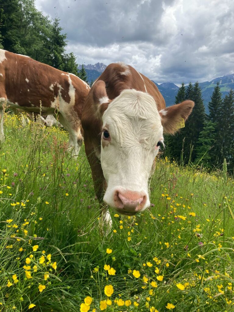 Kuh auf einer Blumenwiese, im Hintergrund die Berge