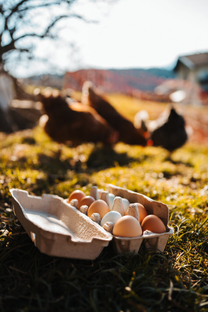 Galline sul prato accanto a una confezione di uova